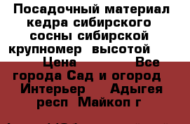 Посадочный материал кедра сибирского (сосны сибирской) крупномер, высотой 3-3.5  › Цена ­ 19 800 - Все города Сад и огород » Интерьер   . Адыгея респ.,Майкоп г.